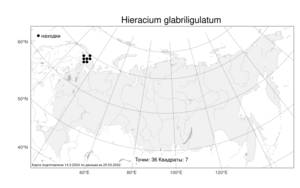 Hieracium glabriligulatum Norrl., Atlas of the Russian Flora (FLORUS) (Russia)