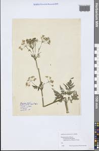 Anthriscus sylvestris (L.) Hoffm., Eastern Europe, Central region (E4) (Russia)