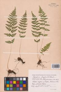 Cystopteris fragilis (L.) Bernh., Eastern Europe, Western region (E3) (Russia)