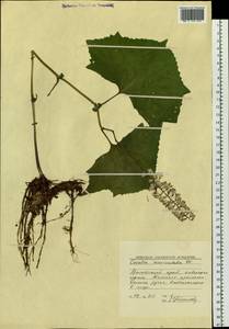 Parasenecio auriculata (DC.) J. R. Grant, Siberia, Russian Far East (S6) (Russia)