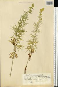 Aconitum anthora L., Eastern Europe, South Ukrainian region (E12) (Ukraine)
