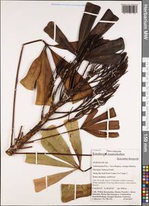 Neocussonia longipedicellata (Lecomte) Lowry, G. M. Plunkett, Gostel & Frodin, Africa (AFR) (Madagascar)