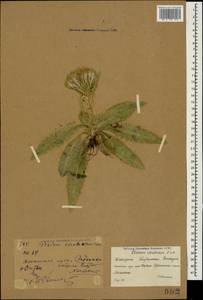 Cirsium rhizocephalum C. A. Mey., Caucasus, Krasnodar Krai & Adygea (K1a) (Russia)