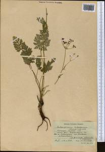 Aulacospermum turkestanicum (Franch.) Schischk., Middle Asia, Western Tian Shan & Karatau (M3) (Uzbekistan)