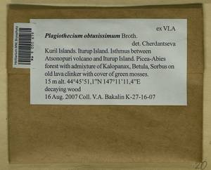 Plagiothecium obtusissimum Broth., Bryophytes, Bryophytes - Russian Far East (excl. Chukotka & Kamchatka) (B20) (Russia)
