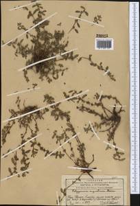 Polygonum cognatum Meisn., Middle Asia, Western Tian Shan & Karatau (M3) (Kazakhstan)