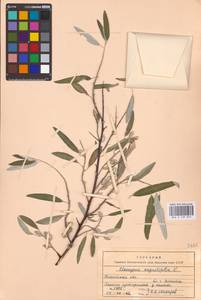 Elaeagnus angustifolia L., Eastern Europe, Rostov Oblast (E12a) (Russia)