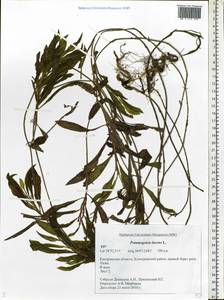 Potamogeton lucens L., Eastern Europe, Central forest region (E5) (Russia)