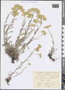 Helichrysum arenarium (L.) Moench, Eastern Europe, Lower Volga region (E9) (Russia)