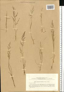 Eragrostis japonica (Thunb.) Trin., Eastern Europe, Lower Volga region (E9) (Russia)