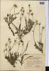 Crepis oreades Schrenk, Middle Asia, Western Tian Shan & Karatau (M3) (Uzbekistan)