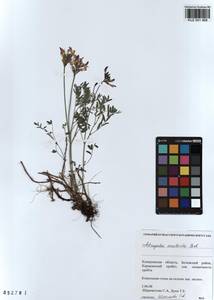 KUZ 001 468, Astragalus ceratoides M. Bieb., Siberia, Altai & Sayany Mountains (S2) (Russia)