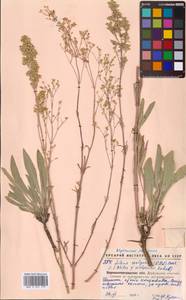 Silene wolgensis (Hornem.) Otth, Eastern Europe, North Ukrainian region (E11) (Ukraine)
