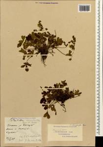 Potentilla humifusa Willd., Caucasus, Stavropol Krai, Karachay-Cherkessia & Kabardino-Balkaria (K1b) (Russia)