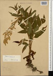 Koenigia alpina (All.) T.M.Schust. & Reveal, Caucasus, South Ossetia (K4b) (South Ossetia)