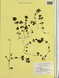 Glechoma hederacea L., Eastern Europe, Eastern region (E10) (Russia)