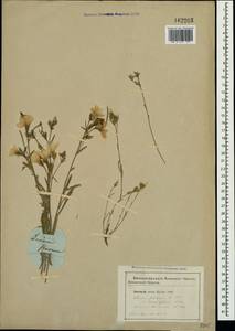 Linum tauricum Willd., Crimea (KRYM) (Russia)