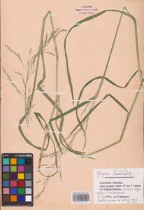 Glyceria notata Chevall., Eastern Europe, Central region (E4) (Russia)