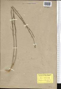 Erysimum siliculosum (M.Bieb.) DC., Middle Asia, Caspian Ustyurt & Northern Aralia (M8) (Kazakhstan)