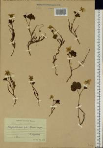 Rubus chamaemorus L., Eastern Europe, Northern region (E1) (Russia)