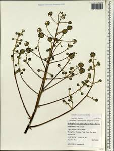 Heptapleurum membranifolium (Bui) G. M. Plunkett & Lowry, South Asia, South Asia (Asia outside ex-Soviet states and Mongolia) (ASIA) (Vietnam)