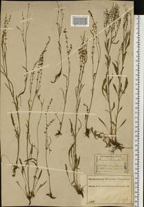 Rumex acetosella L., Eastern Europe, Central forest region (E5) (Russia)