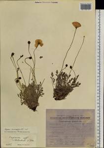 Oreomecon nudicaulis subsp. microcarpa (DC.) Grey-Wilson, Siberia, Chukotka & Kamchatka (S7) (Russia)