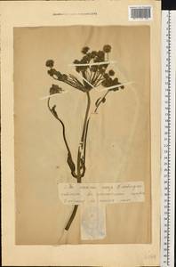 Aegopodium podagraria L., Eastern Europe, Estonia (E2c) (Estonia)