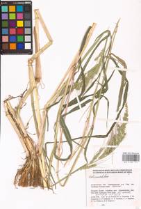 Echinochloa, Eastern Europe, Lower Volga region (E9) (Russia)