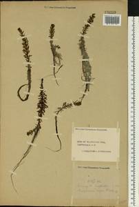 Myriophyllum verticillatum L., Eastern Europe, Central forest region (E5) (Russia)