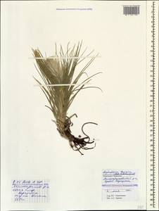 Asphodeline taurica (Pall. ex M.Bieb.) Endl., Caucasus, Stavropol Krai, Karachay-Cherkessia & Kabardino-Balkaria (K1b) (Russia)