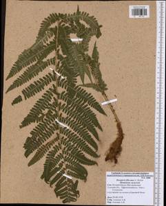 Dryopteris filix-mas (L.) Schott, Eastern Europe, Central region (E4) (Russia)