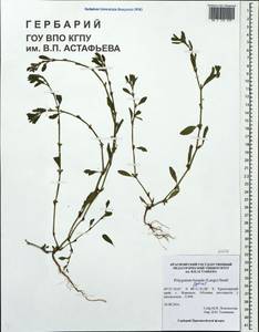 Polygonum boreale (Lange) Small, Siberia, Central Siberia (S3) (Russia)