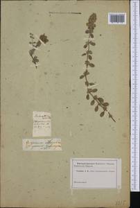 Origanum majorana L., Botanic gardens and arboreta (GARD) (Ukraine)