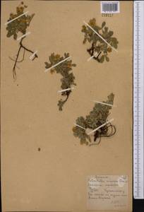 Potentilla cinerea subsp. incana (G. Gaertn., B. Mey. & Scherb.) Asch., Middle Asia, Northern & Central Kazakhstan (M10) (Kazakhstan)