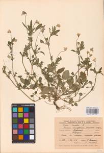 Viola tricolor L., Eastern Europe, Central forest-and-steppe region (E6) (Russia)