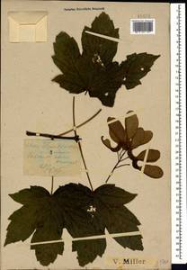 Acer heldreichii subsp. trautvetteri (Medvedev) A. E. Murray, Caucasus, Krasnodar Krai & Adygea (K1a) (Russia)