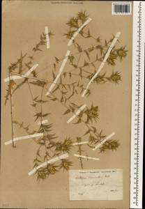 Carthamus oxyacanthus M. Bieb., South Asia, South Asia (Asia outside ex-Soviet states and Mongolia) (ASIA) (Turkey)