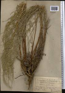 Artemisia oliveriana J. Gay ex DC., Middle Asia, Western Tian Shan & Karatau (M3) (Kazakhstan)