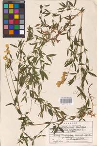 Lathyrus pratensis L., Eastern Europe, Central region (E4) (Russia)