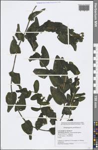 Potamogeton perfoliatus L., Eastern Europe, Central forest-and-steppe region (E6) (Russia)