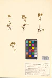 Chrysosplenium alternifolium L., Eastern Europe, Eastern region (E10) (Russia)