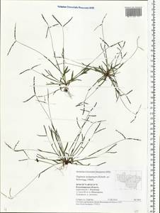 Digitaria ischaemum (Schreb.) Muhl., Eastern Europe, Central region (E4) (Russia)