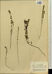 Euphrasia pectinata subsp. pectinata, Siberia, Altai & Sayany Mountains (S2) (Russia)