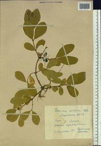 Lonicera caerulea subsp. altaica (Pall.) Gladkova, Siberia, Yakutia (S5) (Russia)