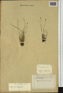 Carex davalliana Sm., Western Europe (EUR) (Not classified)