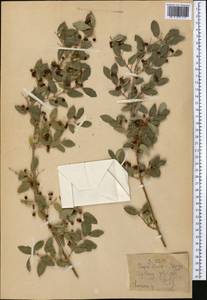Lonicera, Middle Asia, Pamir & Pamiro-Alai (M2)