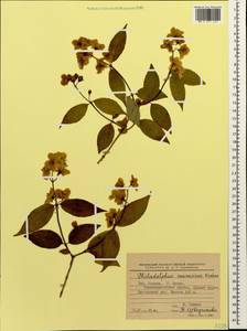 Philadelphus coronarius L., Caucasus, Krasnodar Krai & Adygea (K1a) (Russia)