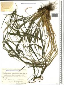 Brachypodium sylvaticum (Huds.) P.Beauv., Caucasus, Stavropol Krai, Karachay-Cherkessia & Kabardino-Balkaria (K1b) (Russia)