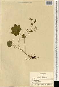 Alchemilla heptagona Juz., Eastern Europe, Central forest region (E5) (Russia)